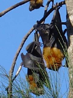 ipswich flying foxes
