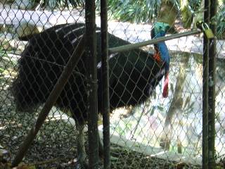 Cassowary in Zoo