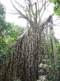 strangling fig curtain