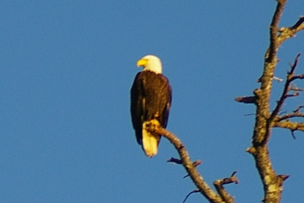 2205 Eagle
