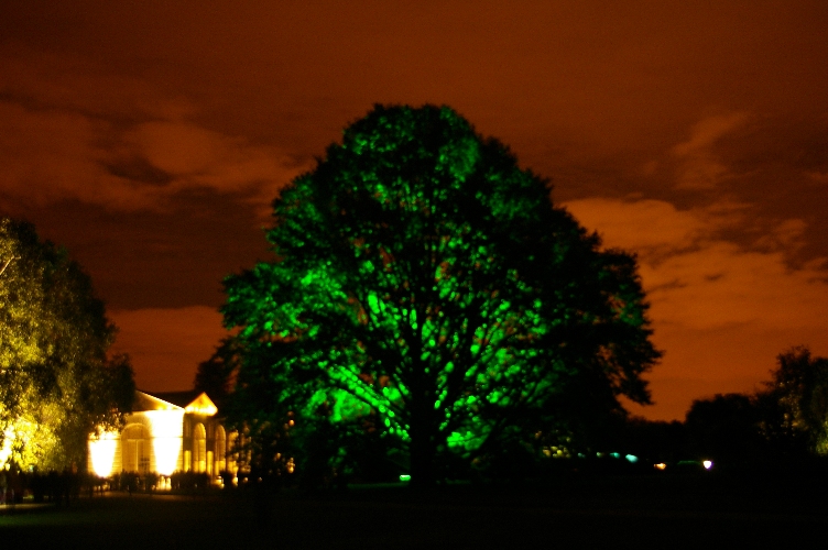 lit up tree